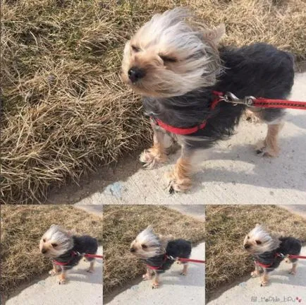 21. Az ok, hogy miért ne kezdjen Yorkshire terrier (miért) 21. Az ok, hogy miért ne kezdjen Yorkshire terrier