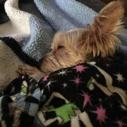 21. Az ok, hogy miért ne kezdjen Yorkshire terrier (Yorkshire) 21. Az ok, hogy miért ne kezdjen Yorkshire terrier