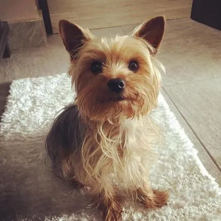 21. Az ok, hogy miért ne kezdjen Yorkshire terrier (terrier) 21. Az ok, hogy miért ne kezdjen Yorkshire terrier