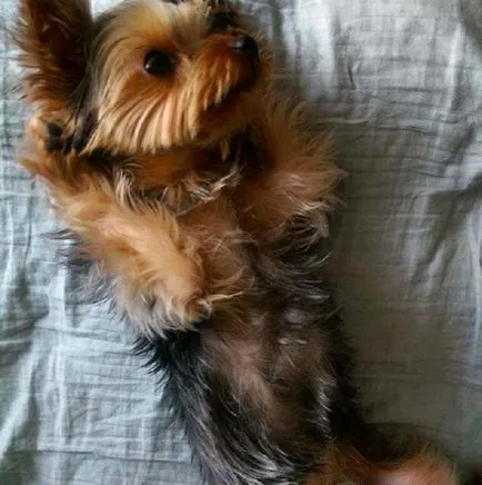 21. Az ok, hogy miért ne kezdjen Yorkshire terrier (yorkshire terrier kutya elkezd) 21. Az ok, hogy miért ne kezdjen Yorkshire terrier