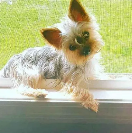 21. Az ok, hogy miért ne kezdjen Yorkshire terrier (yorkshire terrier kutya elkezd) 21. Az ok, hogy miért ne kezdjen Yorkshire terrier