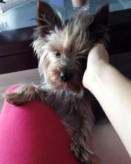 21. Az ok, hogy miért ne kezdjen Yorkshire terrier (yorkshire terrier kutya elkezd) 21. Az ok, hogy miért ne kezdjen Yorkshire terrier