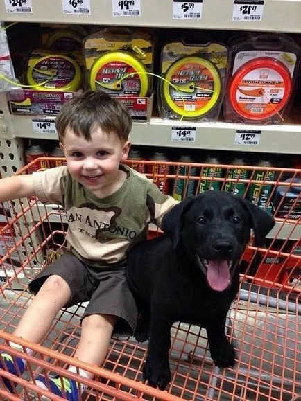 27 fotókat, bizonyítva, hogy Labrador - az ember legjobb barátja