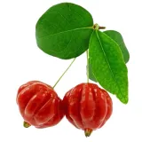 Actinidia - leírása hasznos tulajdonságait; fajták és fotók; termesztés (telepítési és karbantartási) (Actinidia gyümölcs) Actinidia - leírása hasznos tulajdonságait; fajták és fotók; termesztés (telepítési és karbantartási)