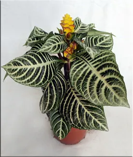 Aphelandra (Aphelandra)