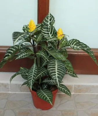 Aphelandra otthoni gondozást, fontos szempontok