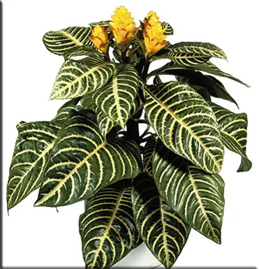 Aphelandra (Aphelandra)