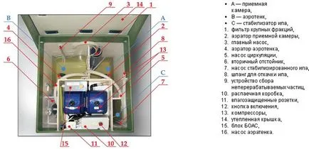 Aerob baktériumok és mikroorganizmusok szeptikus
