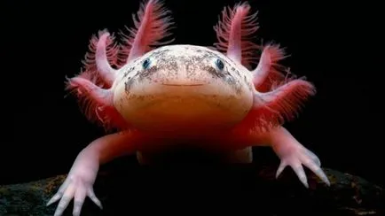 Axolotl fogvatartási körülmények és gondozás, fotó és videó felülvizsgálat