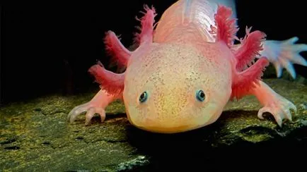 Axolotl fogvatartási körülmények és gondozás, fotó és videó felülvizsgálat