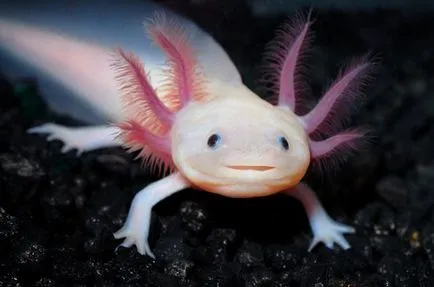 Axolotl fogvatartási körülmények és gondozás, fotó és videó felülvizsgálat