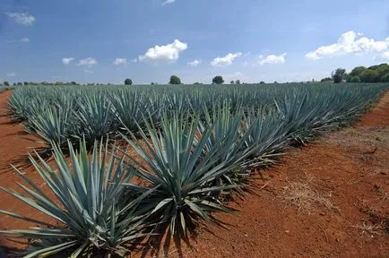 Agave Azul - mexikói növény, amelyből tequila - útikalauz - a világ (kék agavé) Agave Azul - mexikói növény, amelyből tequila - útikalauz - a világ