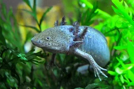 Axolotl fogvatartási körülmények és gondozás, fotó és videó felülvizsgálat