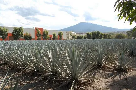 Agave Azul - mexikói növény, amelyből tequila - útikalauz - a világ (kék agavé) Agave Azul - mexikói növény, amelyből tequila - útikalauz - a világ