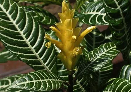 Aphelandra otthoni gondozást, fontos szempontok