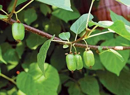 Actinidia ellátás és hasznos tulajdonságait (ellátás) Actinidia ellátás és hasznos tulajdonságokkal