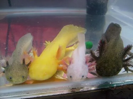 Axolotl fogvatartási körülmények és gondozás, fotó és videó felülvizsgálat