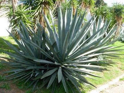 Agave Azul - mexikói növény, amelyből tequila - útikalauz - a világ (kék agávé) Agave Azul - mexikói növény, amelyből tequila - útikalauz - a világ