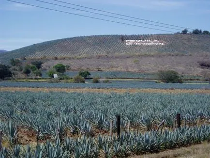 Agave Azul - mexikói növény, amelyből tequila - útikalauz - a világ (Mexikó) Agave Azul - mexikói növény, amelyből tequila - útikalauz - a világ