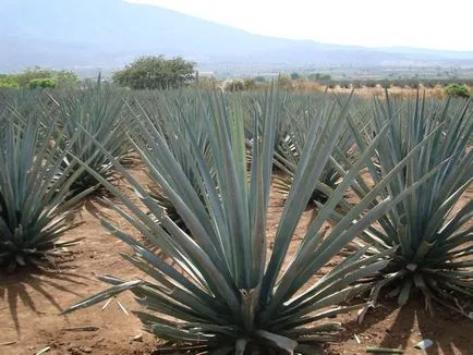 Agave Azul - mexikói növény, amelyből tequila - útikalauz - a világ (Gold kapta) Agave Azul - mexikói növény, amelyből tequila - útikalauz - a világ