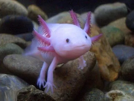 Axolotl - lárva ambistomy