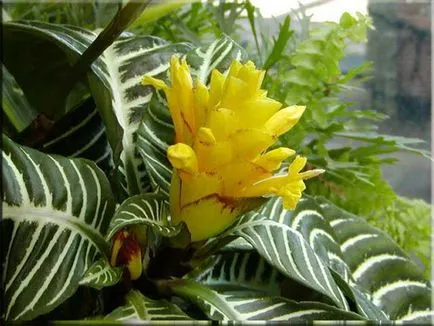 Aphelandra (Aphelandra)