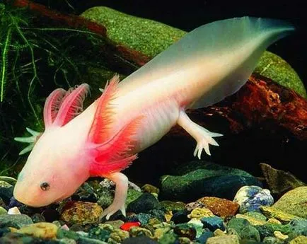 Axolotl fogvatartási körülmények és gondozás, fotó és videó felülvizsgálat