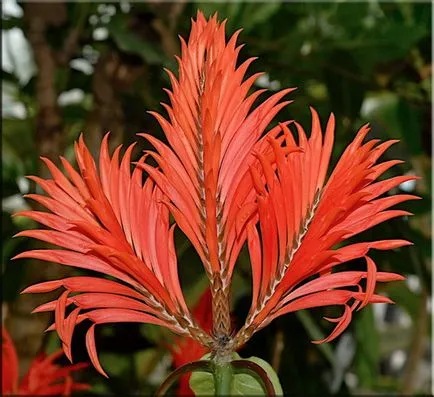 Aphelandra (Aphelandra)