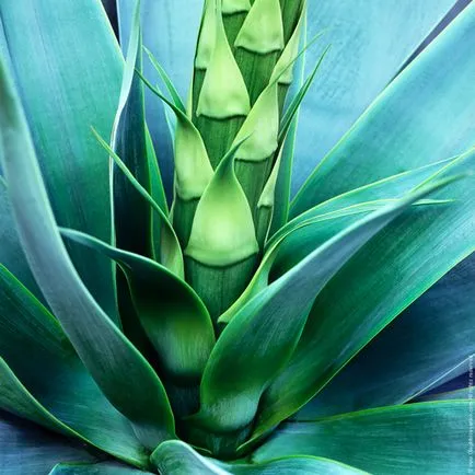 Agave Azul - mexikói növény, amelyből tequila - útikalauz - a világ (Jalisco) Agave Azul - mexikói növény, amelyből tequila - útikalauz - a világ