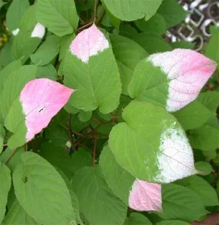 Actinidia ellátás és hasznos tulajdonságokkal (villa) Actinidia ellátás és hasznos tulajdonságokkal