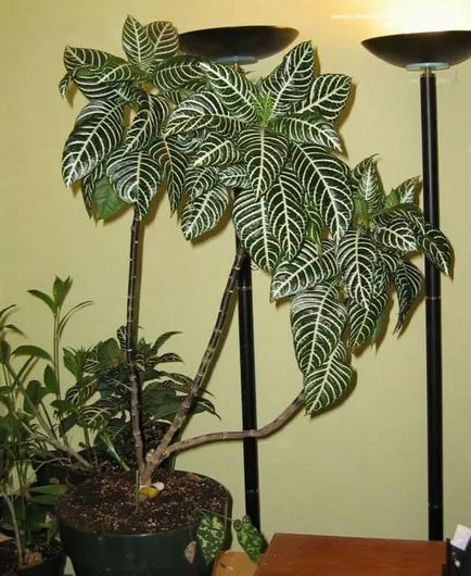 Aphelandra otthoni gondozást, fontos szempontok