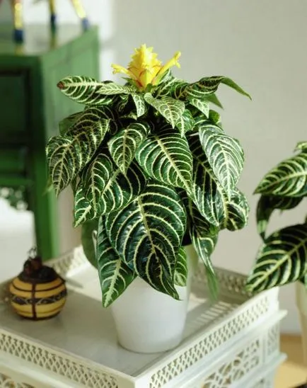 Aphelandra otthoni gondozást, fontos szempontok