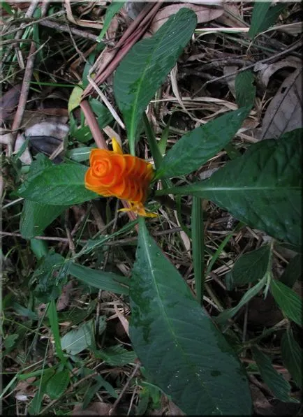 Aphelandra (Aphelandra)