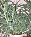 Aloe vera (Aloe)