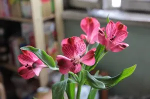 Alstroemeria legjobb tanácsot otthoni termesztés (alstroemeria) Alstroemeria legjobb tanácsot otthoni termesztés