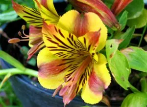 Alstroemeria legjobb tanácsot otthoni termesztés (alstroemeria) Alstroemeria legjobb tanácsot otthoni termesztés