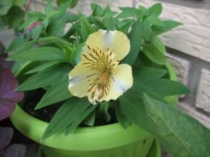 Alstroemeria legjobb tanácsot otthoni termesztés (home) Alstroemeria legjobb tanácsot otthoni termesztés