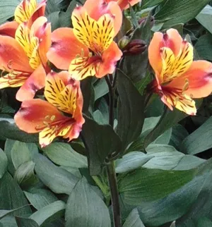 Alstroemeria alstroemeria - leírás, ellátás és a művelési problémák (alstroemeria) Alstroemeria alstroemeria - leírás, gondozás és egyre nagyobb problémát