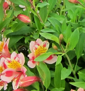 Alstroemeria alstroemeria - leírás, ellátás és a művelési problémák (ellátás) Alstroemeria alstroemeria - leírás, gondozás és egyre nagyobb problémát