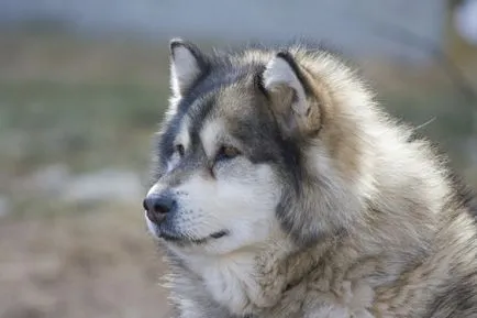 Alaszkai malamut fotó, ár, fajta leírás, képességgel, video - én watchdog