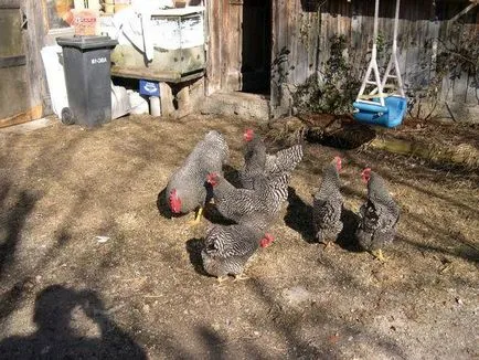 Amroks (csirke) leírása tenyésztés és gondozás (fotó)
