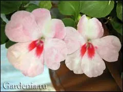 Impatiens Waller vetését és művelését