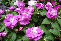 Impatiens Waller - növekvő magról