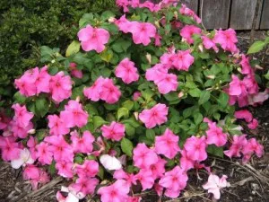 Impatiens Waller növő magok és dugványok (növekvő) Impatiens Waller növő magok és dugványok