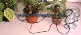 Automata öntözés szobanövények módon végrehajtani (növények) Automata öntözés szobanövények módon végrehajtani
