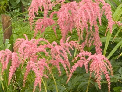 Astilbe és fajok Spiraea japonica, kínai Arends elképzelte
