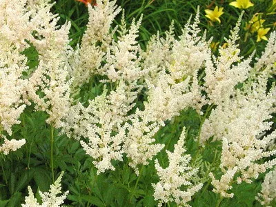Astilbe és fajok Spiraea japonica, kínai Arends elképzelte