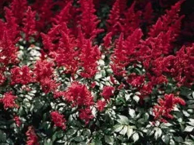 Astilbe és fajok Spiraea japonica, kínai Arends elképzelte