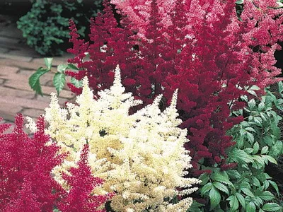 Astilbe és fajok Spiraea japonica, kínai Arends elképzelte