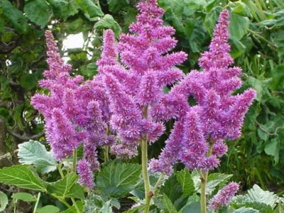 Astilbe és fajok Spiraea japonica, kínai Arends elképzelte